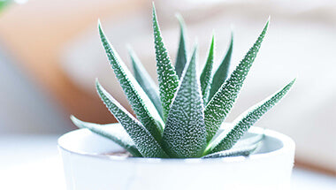 Ingredient Spotlight: Why You Should Always Stock Aloe Vera Products in Your Salon